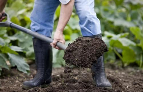 Какие цветы можно посадить под зиму. 12 цветов, которые можно посадить осенью под зиму + Правила посадки