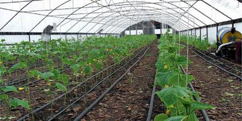 Что нужно садить в огороде осенью. Что сажают осенью в саду и огороде