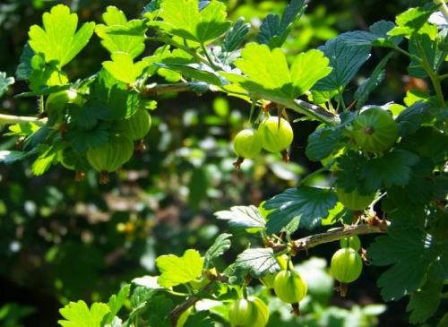 Что сажать осенью кустарники. Осенняя посадка кустарников: полезные советы опытных садоводов