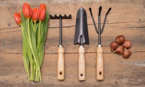 Какие цветы посадить в сентябре 2022