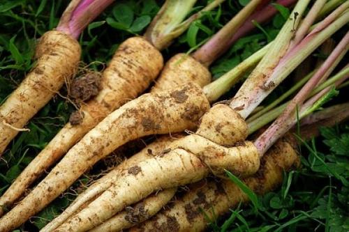 Какие цветы посадить на даче осенью. Добавление статьи в новую подборку 03 Какие цветы посадить на даче осенью. Добавление статьи в новую подборку 03