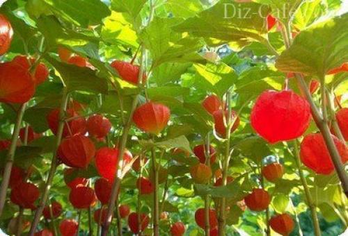 Какие цветы посадить на даче осенью. Добавление статьи в новую подборку 14 Какие цветы посадить на даче осенью. Добавление статьи в новую подборку 14