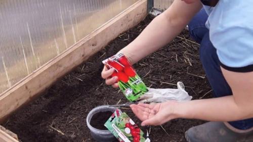 Какие цветы посадить на даче осенью. Добавление статьи в новую подборку 08 Какие цветы посадить на даче осенью. Добавление статьи в новую подборку 08