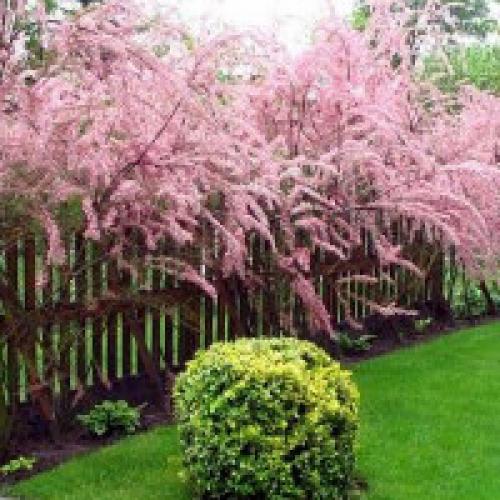 Посадка декоративных кустарников. Посадка и уход за декоративным кустарником