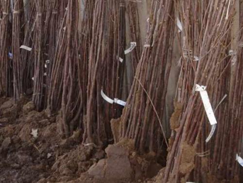 Какие деревья и кустарники сажают осенью на даче в саду. Какие деревья и кустарники лучше сажать осенью и почему? 04