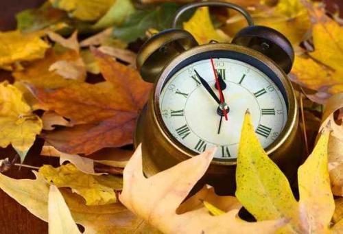 Какие деревья и кустарники сажают осенью на даче в саду. Какие деревья и кустарники лучше сажать осенью и почему? 03