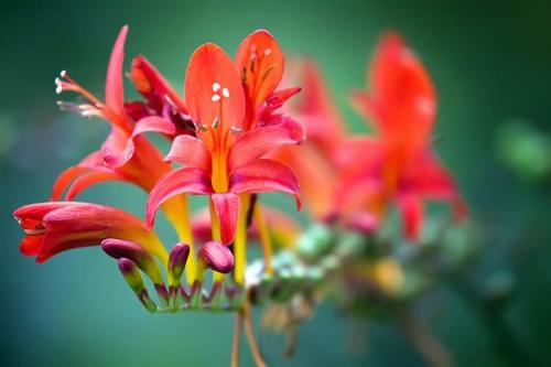 Лучшие многолетники для осеннего сада. Какие многолетние цветы сажают осенью 14 Лучшие многолетники для осеннего сада. Какие многолетние цветы сажают осенью 14