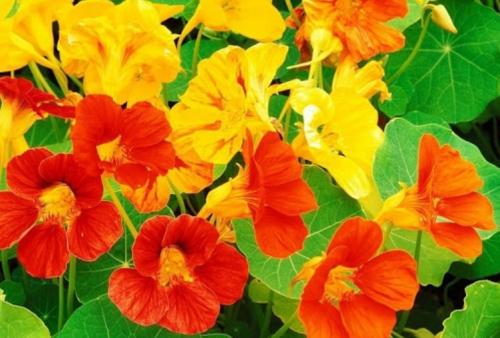 Лучшие многолетники для осеннего сада. Какие многолетние цветы сажают осенью 16 Лучшие многолетники для осеннего сада. Какие многолетние цветы сажают осенью 16