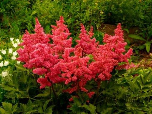 Осенние цветы многолетники. Осенние многолетние садовые цветы