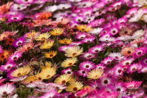 Лучшие многолетники для осеннего сада. Какие многолетние цветы сажают осенью 10 Лучшие многолетники для осеннего сада. Какие многолетние цветы сажают осенью 10