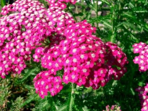 Осенние цветы многолетники. Осенние многолетние садовые цветы