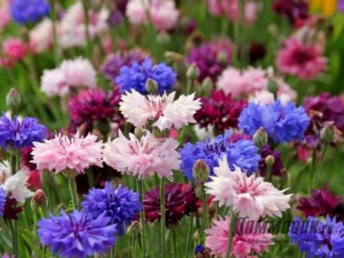 Осенние цветы многолетники. Осенние многолетние садовые цветы