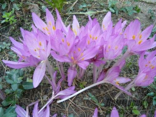 Осенние цветы многолетники. Осенние многолетние садовые цветы