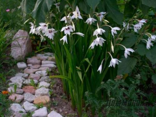 Осенние цветы многолетники. Осенние многолетние садовые цветы