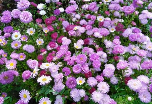 Какие цветы сажают осенью под зиму. 12 цветов, которые можно посадить осенью под зиму + Правила посадки