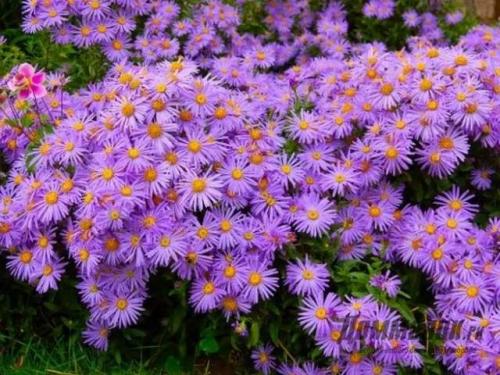 Осенние цветы многолетники. Осенние многолетние садовые цветы