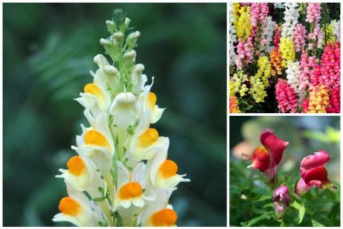 Лучшие многолетники для осеннего сада. Какие многолетние цветы сажают осенью 12 Лучшие многолетники для осеннего сада. Какие многолетние цветы сажают осенью 12