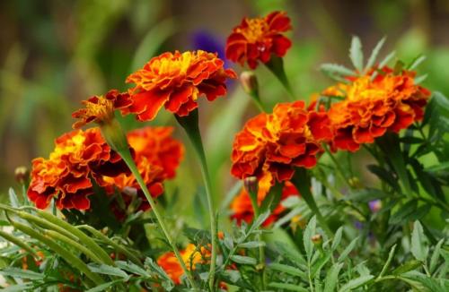 Какие цветы сажают осенью под зиму. 12 цветов, которые можно посадить осенью под зиму + Правила посадки