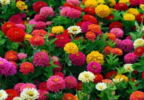 Лучшие многолетники для осеннего сада. Какие многолетние цветы сажают осенью 19 Лучшие многолетники для осеннего сада. Какие многолетние цветы сажают осенью 19