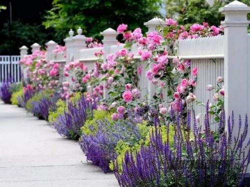 Осенние цветы многолетники. Осенние многолетние садовые цветы