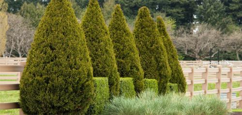 Туя книжная посадка и уход. Посадка туи в открытый грунт, уход: полив, обрезка, защита от вредителей и болезней, размножение