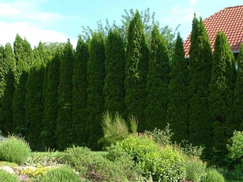Туя книжная посадка и уход. Посадка туи в открытый грунт, уход: полив, обрезка, защита от вредителей и болезней, размножение