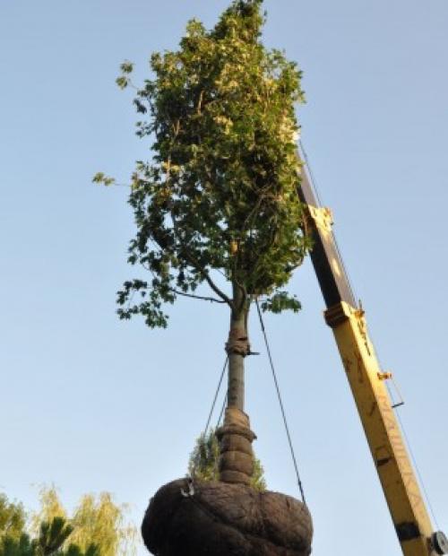 Золотые правила осенних посадок. Правила осенней посадки 03 Золотые правила осенних посадок. Правила осенней посадки 03