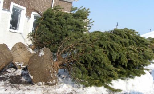 Золотые правила осенних посадок. Правила осенней посадки 02 Золотые правила осенних посадок. Правила осенней посадки 02