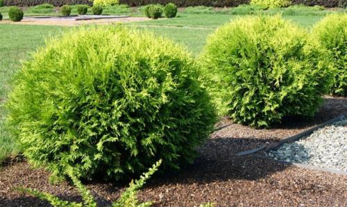 Туя книжная посадка и уход. Посадка туи в открытый грунт, уход: полив, обрезка, защита от вредителей и болезней, размножение