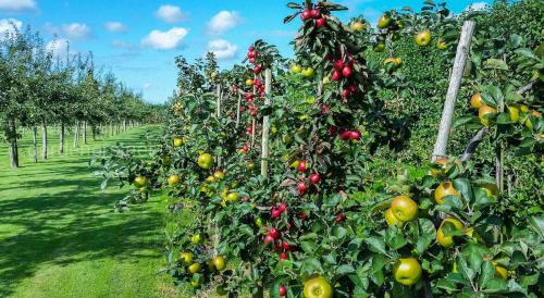 Когда пересаживать деревья. Какой возраст растений считается достаточным для весенней посадки?