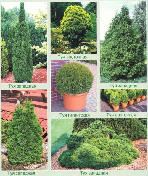 Туя книжная посадка и уход. Посадка туи в открытый грунт, уход: полив, обрезка, защита от вредителей и болезней, размножение