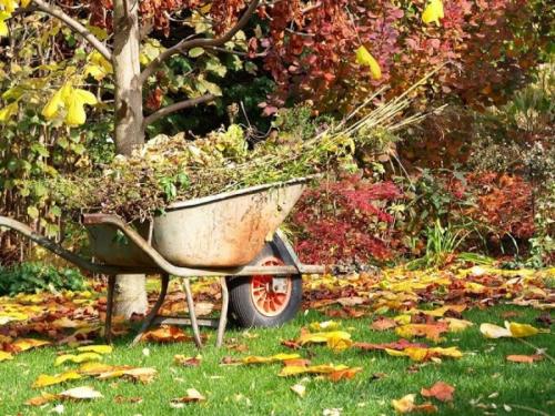 Что сажать осенью кустарники. Осенняя посадка кустарников: полезные советы опытных садоводов