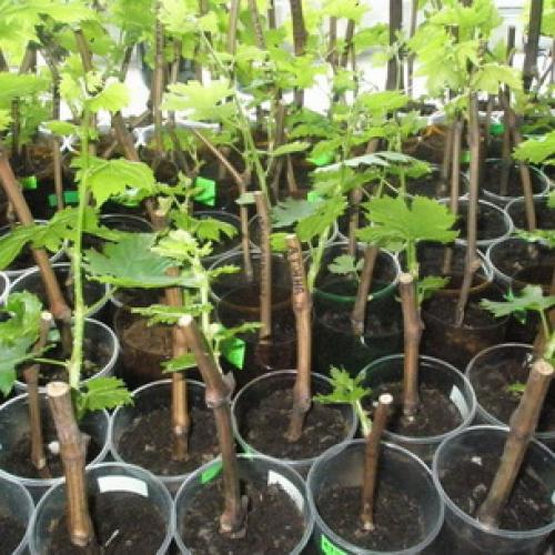 Какие деревья и кустарники лучше сажать осенью. Положительные и отрицательные факторы при посадке дерева в осень 01