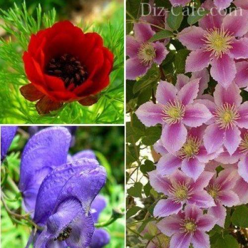 Что сажать осенью на даче на огороде или в саду. Что сажать осенью на даче или огороде? 15 Что сажать осенью на даче на огороде или в саду. Что сажать осенью на даче или огороде? 15