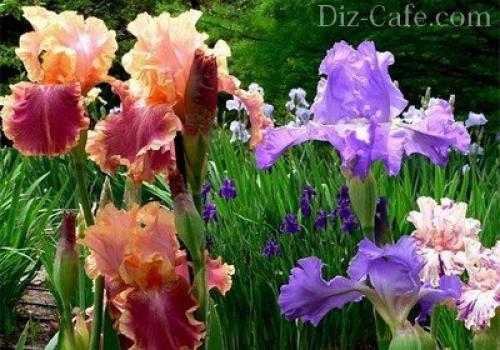 Что сажать осенью на даче на огороде или в саду. Что сажать осенью на даче или огороде? 17 Что сажать осенью на даче на огороде или в саду. Что сажать осенью на даче или огороде? 17