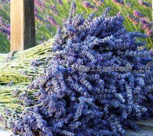 Какие многолетние цветы сажают и пересаживают осенью. Добавление статьи в новую подборку 17