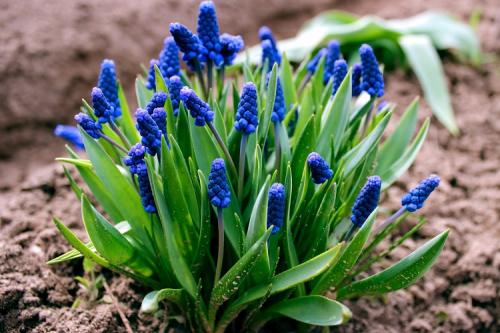 Какие цветы многолетники можно посадить. 50 самых неприхотливых цветов для дачи: многолетники и однолетние для ленивых и работяг