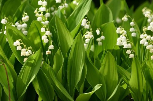 Какие цветы многолетники можно посадить. 50 самых неприхотливых цветов для дачи: многолетники и однолетние для ленивых и работяг