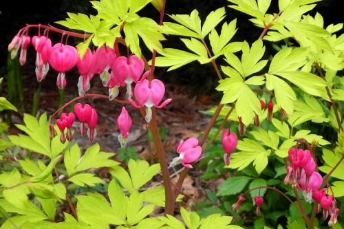 Какие цветы многолетники можно посадить. 50 самых неприхотливых цветов для дачи: многолетники и однолетние для ленивых и работяг