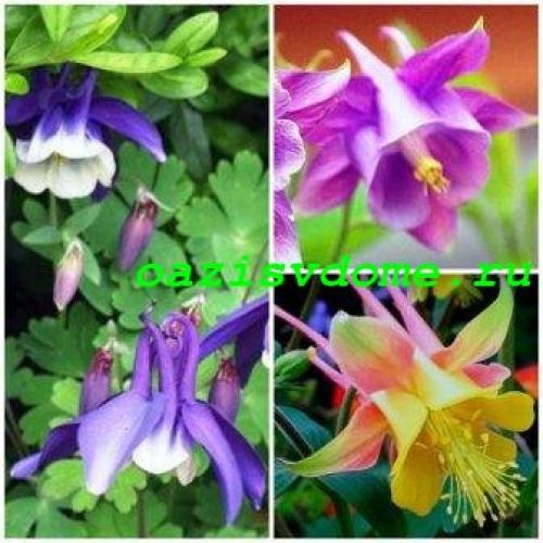 Какие многолетние цветы сажают и пересаживают осенью. Добавление статьи в новую подборку 09