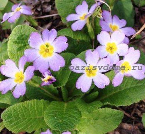 Какие многолетние цветы сажают и пересаживают осенью. Добавление статьи в новую подборку 11