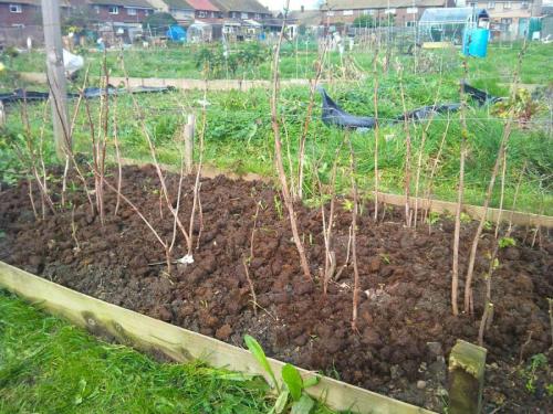 Что сажать осенью кустарники. Осенняя посадка кустарников: полезные советы опытных садоводов