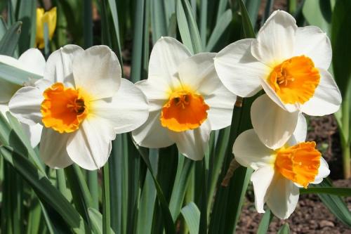 Какие цветы многолетники можно посадить. 50 самых неприхотливых цветов для дачи: многолетники и однолетние для ленивых и работяг