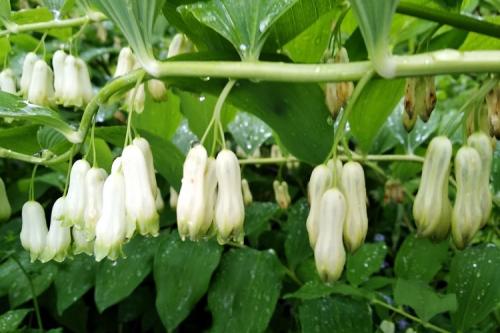 Какие цветы многолетники можно посадить. 50 самых неприхотливых цветов для дачи: многолетники и однолетние для ленивых и работяг