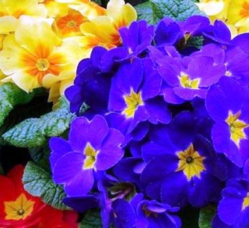 Какие многолетние цветы сажают и пересаживают осенью. Добавление статьи в новую подборку 10