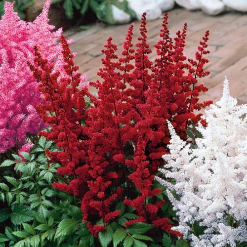 Какие цветы можно сеять под зиму. Многолетники