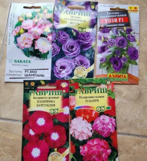 Какие цветы можно посадить в ноябре. Какие цветы можно сеять на рассаду в ноябре