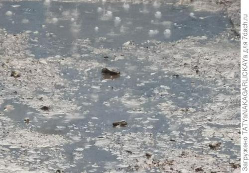 Можно ли сажать деревья в дождь. Если льют дожди все время, и садовым деревьям стало плохо, ты им помоги немного