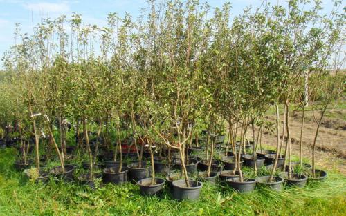 Какие деревья и кустарники можно сажать осенью на даче. Какие деревья можно сажать осенью? 09