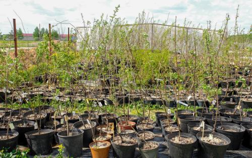 Какие деревья и кустарники можно сажать осенью на даче. Какие деревья можно сажать осенью? 08